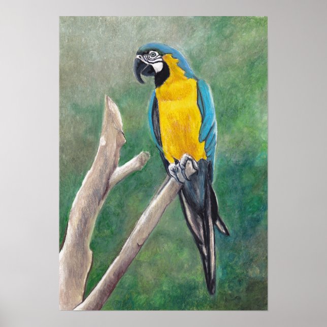 Poster d'art d'oiseaux Blue et Gold Macaw (Devant)