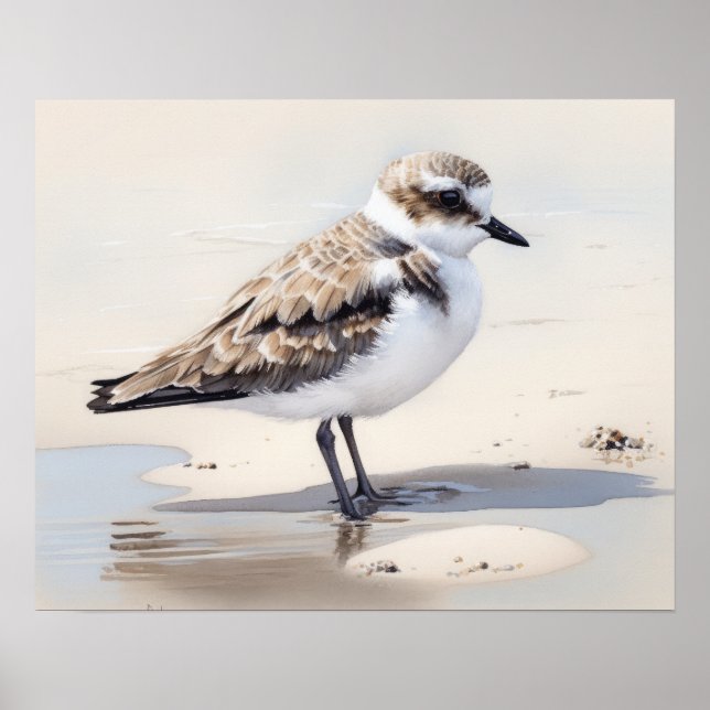 Poster d'art d'oiseaux sur le Pluvier neigeux (Devant)