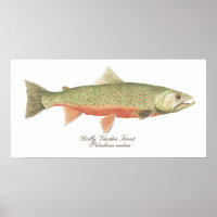 Poster d'art Dolly Varden Trout