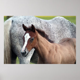 Poster d'art du poulain de cheval -60x40 -autres t