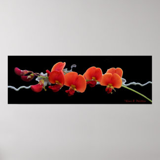 Poster d'Art Floral