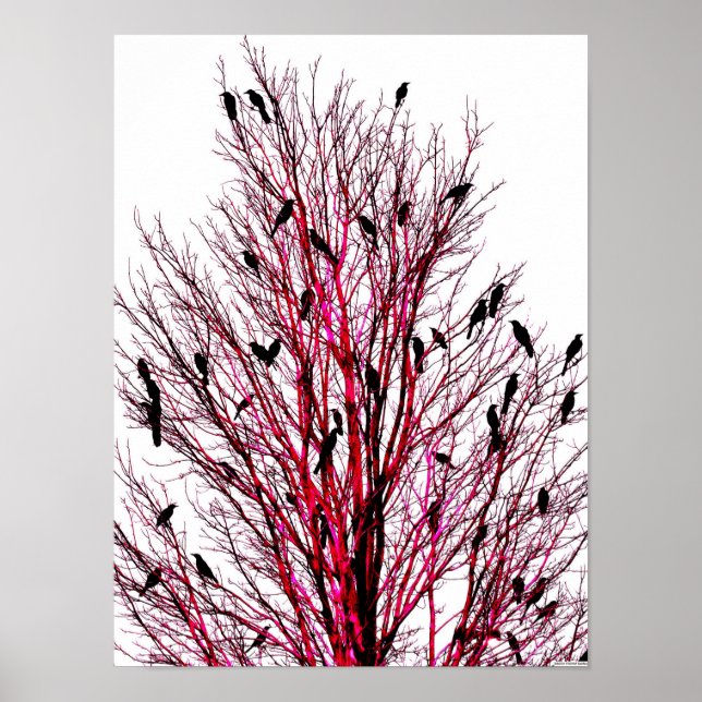 Poster d'art JTG "Birds of Texas Red" (Devant)