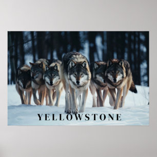 Poster d'art Loups de Yellowstone