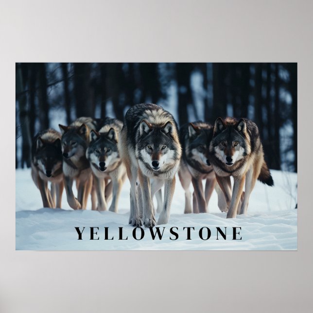 Poster d'art Loups de Yellowstone (Devant)