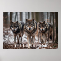 Poster d'art Loups de Yellowstone