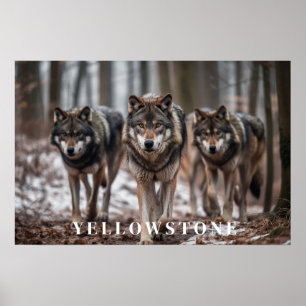 Poster d'art Loups de Yellowstone