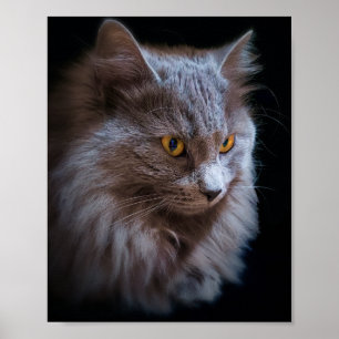 Poster d'art mural d'un chat bleu russe