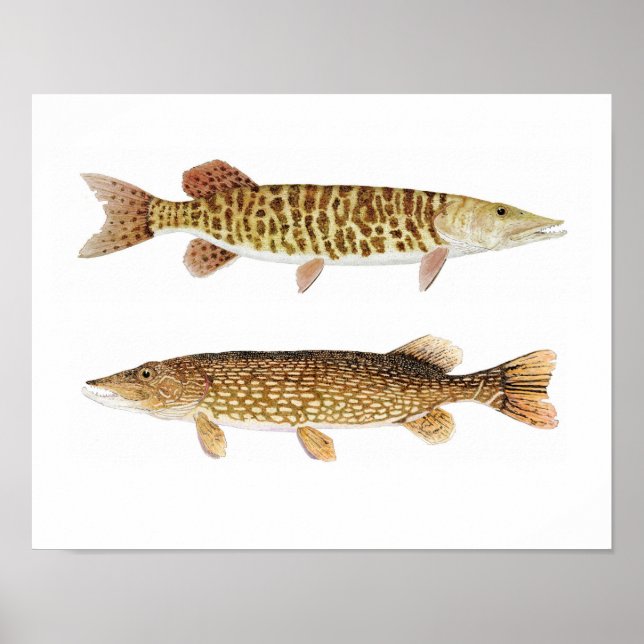 Poster d'art Muskie & Pike (Devant)