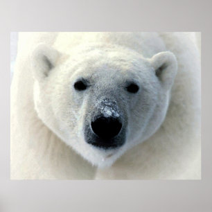 Poster d'art original Polar Bear