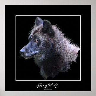 Poster d'art sauvage de Loup gris