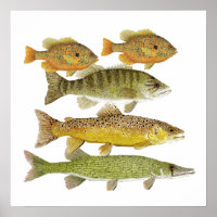 Poster d'art sur le poisson d'eau douce