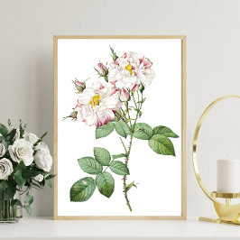 Poster d'art vintage botanique blanc et rose