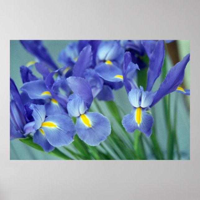 Poster d'art violet Iris (Devant)