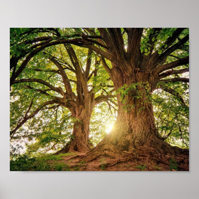 poster d'Arvore da Vida (Devant)