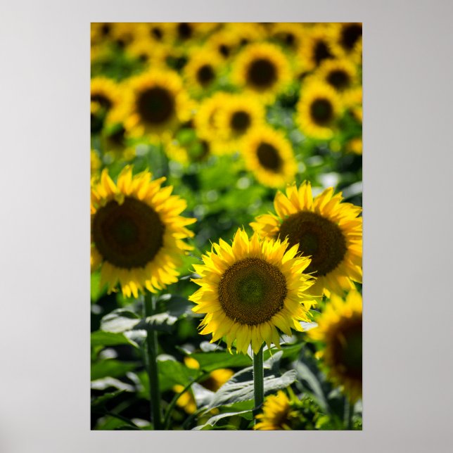 Poster Das Sonnenblumenfeld (Vorne)