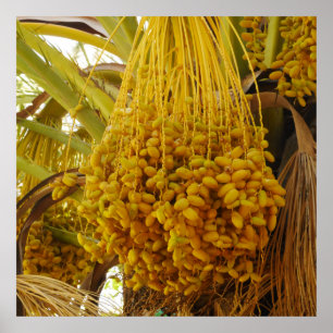 Poster Dates sur l'affiche des palmiers