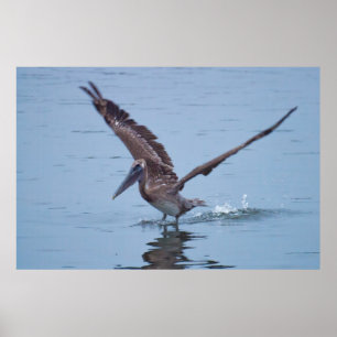 Poster d'atterrissage sur l'eau du Pélican