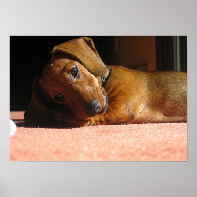 Poster Dauchshund (Devant)