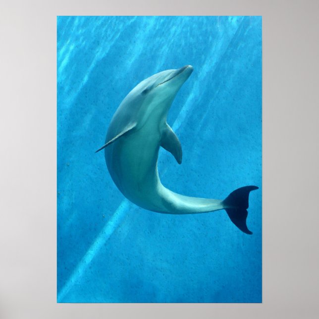 Poster Dauphin (Devant)