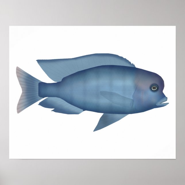 Poster Dauphin bleu Cichlid (Devant)
