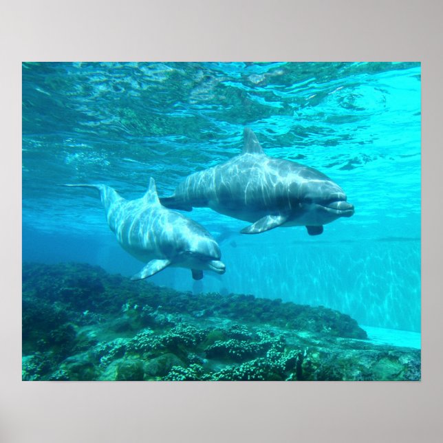 Poster Dauphin Duo (Devant)