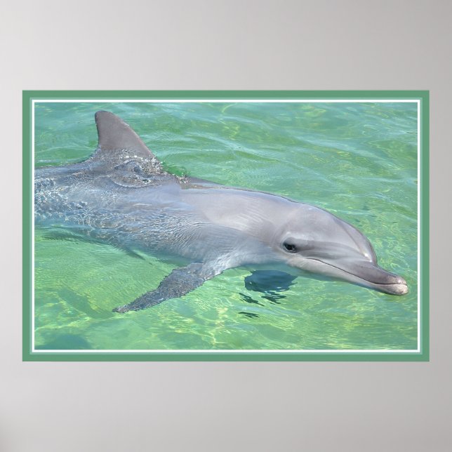 Poster dauphin imprimé brillant premium (Devant)