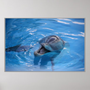 Poster Dauphin souriant