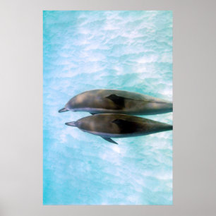 Poster Dauphins de fileur Oahu Hawaï