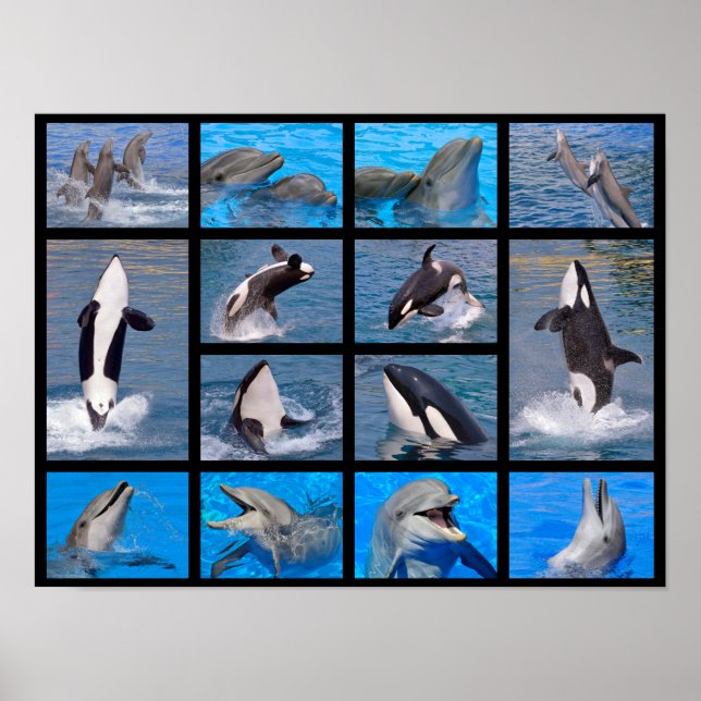 Poster Dauphins et orques (Devant)