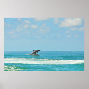 Poster Dauphins Sauvages Commun Jouant Dans L'Affiche De 