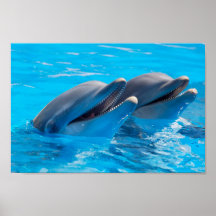 Dauphins souriants