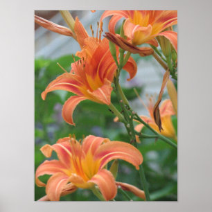 Poster Daylilies oranges