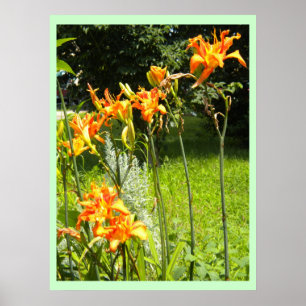 Poster DayLillies