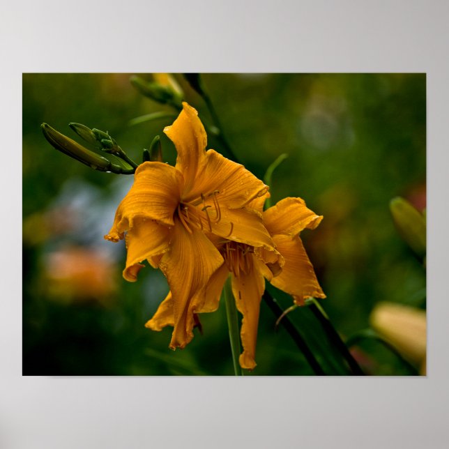 Poster Daylily "Jersey Spider" (Devant)