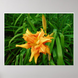 Poster Daylily: Orange