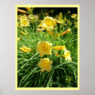 Poster Daylily Splendor