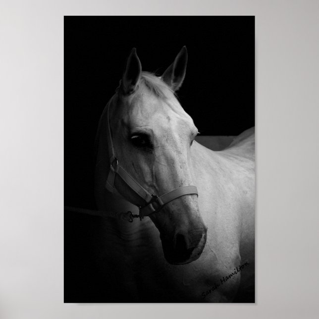 Poster Dazzle (Devant)