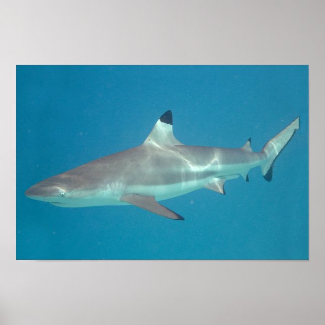 Poster de bain de requin sous l'eau (Devant)