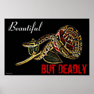 Poster de Ball Python Snake