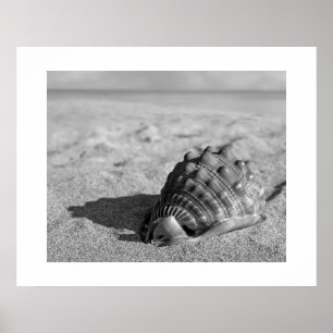 Poster de Beach Shell