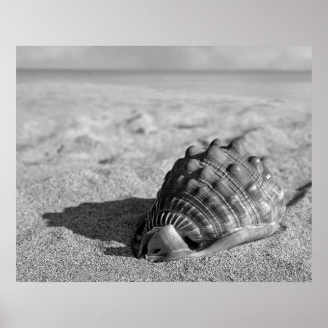 Poster de Beach Shell (Devant)