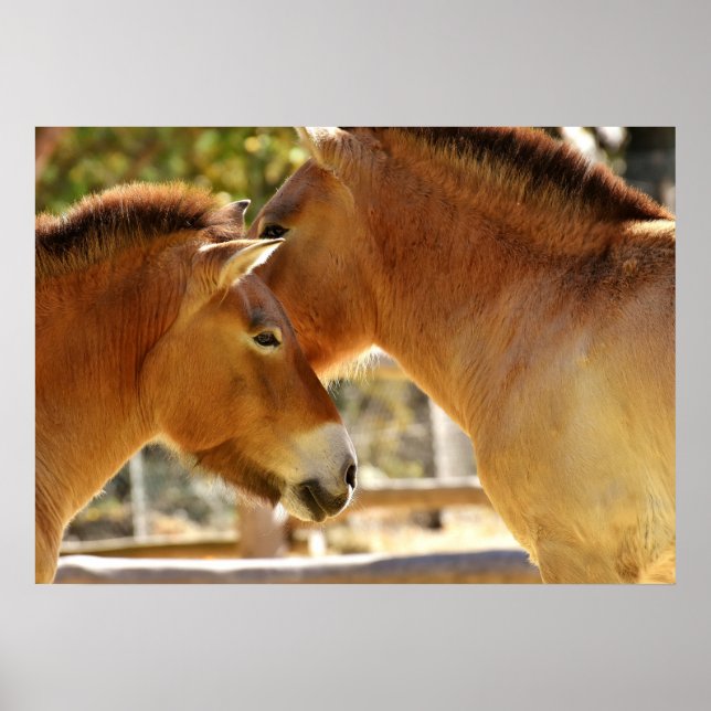 Poster De beaux chevaux (Devant)
