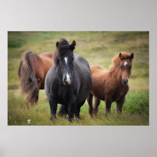 Poster De beaux chevaux