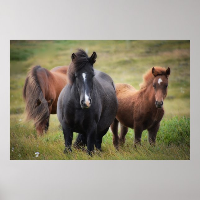 Poster De beaux chevaux (Devant)