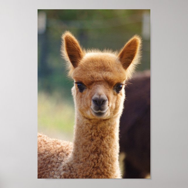 Poster de bébé Alpaca (Devant)
