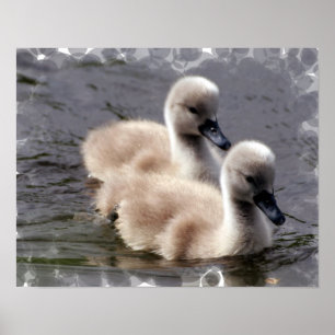 Poster de bébé cygne Imprimer