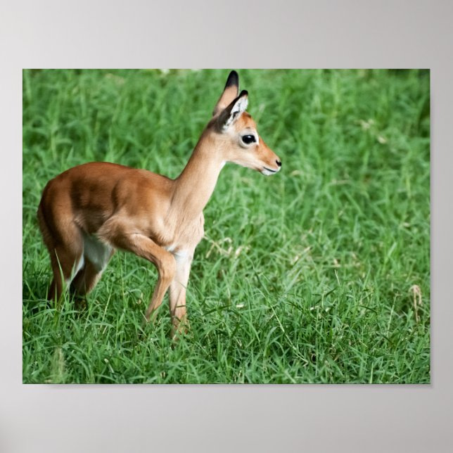 Poster de bébé Impala (Devant)