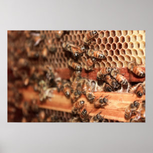 Poster de Bee Hive