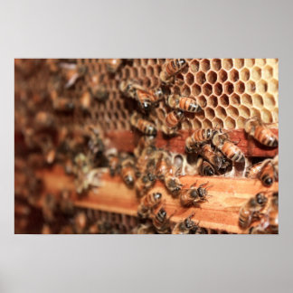 Poster de Bee Hive