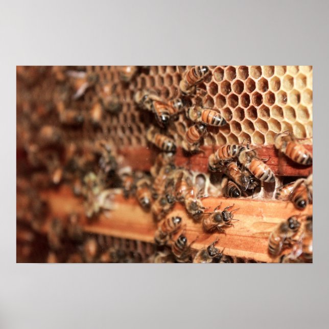 Poster de Bee Hive (Devant)